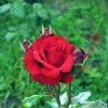 First Red